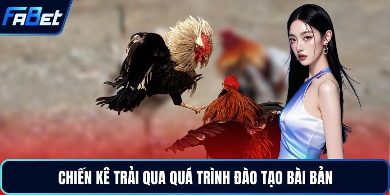 Đá Gà Cựa Sắt Đỉnh Cao Kịch Tính Dành Cho Người Chơi 2026 3 Chiến kê trải qua quá trình đào tạo bài bản