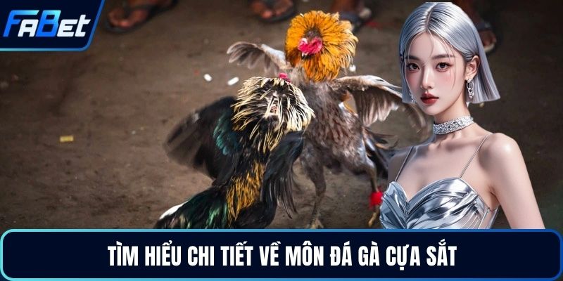 Đá Gà Cựa Sắt Đỉnh Cao Kịch Tính Dành Cho Người Chơi 2026 2 Tìm hiểu chi tiết về môn đá gà cựa sắt